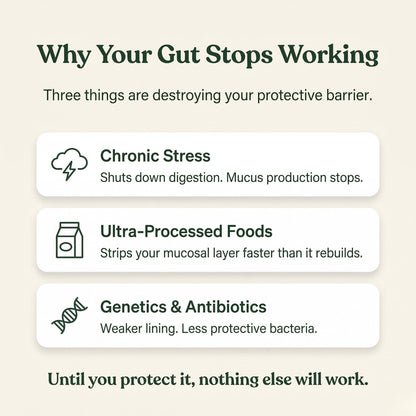 Ultimate Gut Solution - Slippery Elm